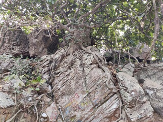Mountain tree growing on the rocks with branches in India  focus on subject.