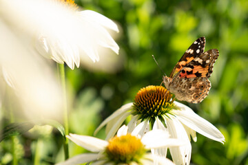 butterfly on flower