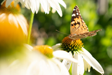butterfly on flower