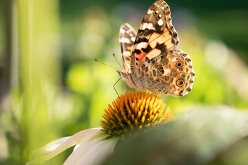 butterfly on flower