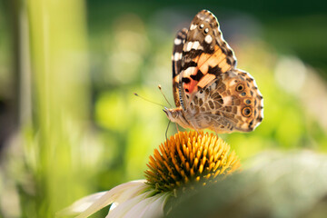 butterfly on a flower