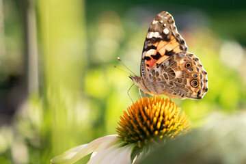 butterfly on flower