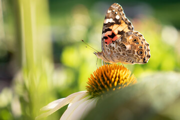 butterfly on flower