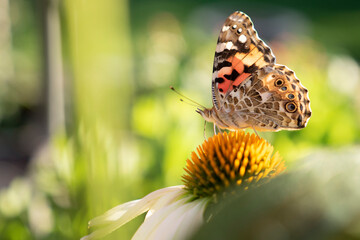 butterfly on flower