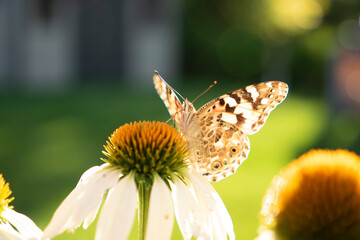 butterfly on a flower