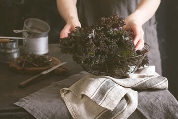 Kale leaves fresh green curly and female hands in a metal vintage basket on an old wooden background. Selective focus. Healthy vegetarian food.