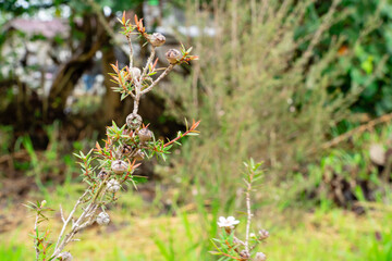 Leptospermum scoparium, commonly called manuka is a species of flowering plant in the myrtle family Myrtaceae, native to south-east Australia and New Zealand.