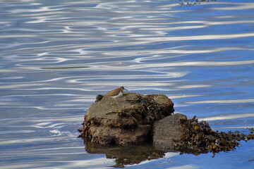 Descanso en la roca