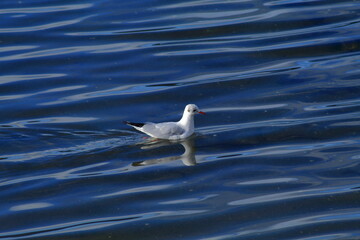 Gaviota del ortegal