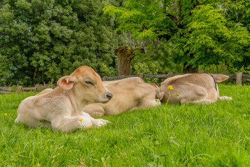 Cattle in Tyrol