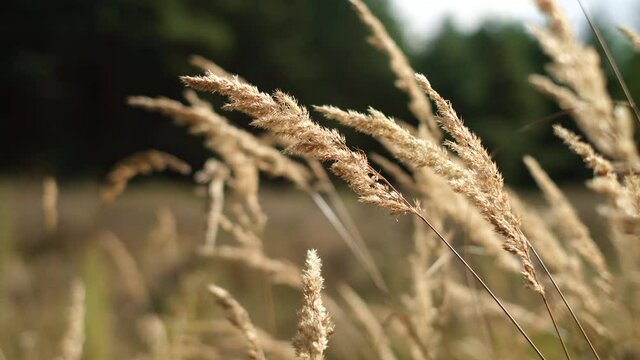 Wild grass blowing in the wind. Wild grass sway in the wind. nature in autumn. 4K UHD video