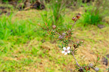 Leptospermum scoparium, commonly called manuka is a species of flowering plant in the myrtle family Myrtaceae, native to south-east Australia and New Zealand.
