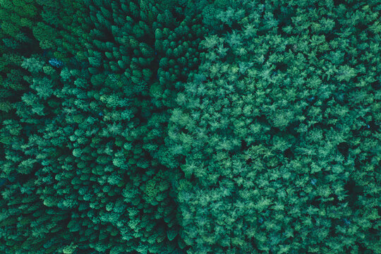 Aerial image of forest in Japan