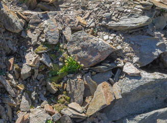 Alpine rocks closeup