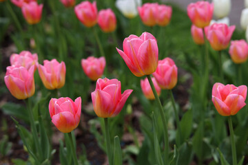 Obraz premium Delicate pink with a yellow bottom tulips on a background of greenery. Love and spring in parks. Close-up. Selective focus.