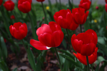 Obraz premium Bright red tulips against a background of dense green foliage. Spring, love, feelings. Close-up. Selective focus.