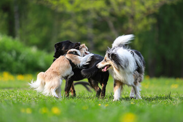 Three dogs playing on a large dog park.