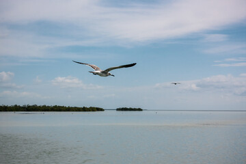 Fototapeta na wymiar Seagull flies over the sea.