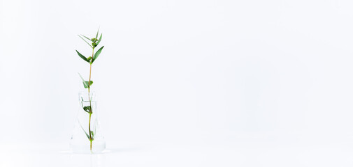 Test tubes and other laboratory glassware with different plants on white background,Green fresh plant in glass test tube in laboratory on white background. Close up macro.