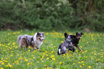 Three dogs having fun and playing in park. Photo taken on a warm spring day.