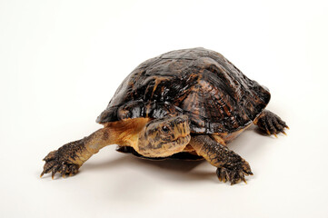 Eastern black-bridged leaf turtle // Vietnam-Dornschildkröte, Schöngestreifte Dornschildkröte (Cyclemys pulchristiata)
