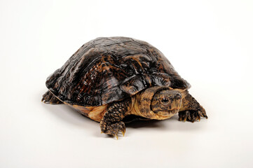 Eastern black-bridged leaf turtle // Vietnamesische Dornschildkröte, Schöngestreifte Dornschildkröte (Cyclemys pulchristiata)