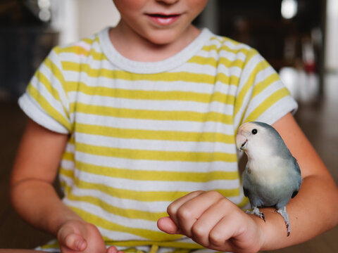 Anonymous boy with small domestic parrot in the arm