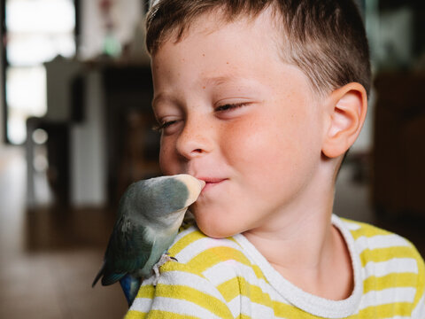 Gentle boy kissing beak of domestic parrot