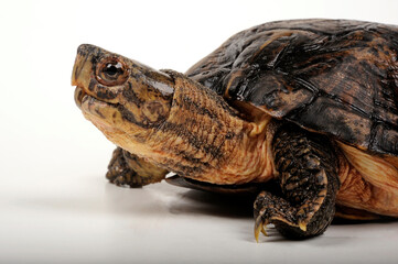 Eastern black-bridged leaf turtle // Vietnam-Dornschildkröte, Schöngestreifte Dornschildkröte (Cyclemys pulchristiata)