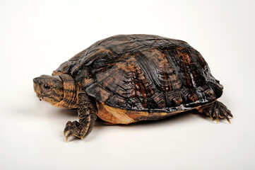 Eastern black-bridged leaf turtle // Vietnam-Dornschildkröte, Schöngestreifte Dornschildkröte (Cyclemys pulchristiata)