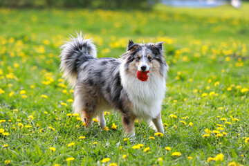 Blue merle shetland sheepdog sheltie with old red ball in mouth.