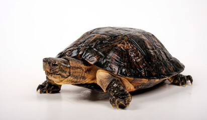 Eastern black-bridged leaf turtle // Vietnam-Dornschildkröte, Schöngestreifte Dornschildkröte (Cyclemys pulchristiata)
