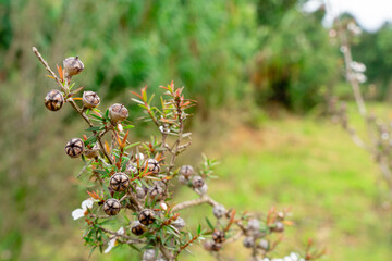 Leptospermum scoparium, commonly called manuka is a species of flowering plant in the myrtle family Myrtaceae, native to south-east Australia and New Zealand.