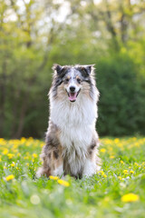 Bautiful warm photo of rare blue merle shetland sheepdog sitting in green grass with many small yellow flowers blooming in the backgorund.