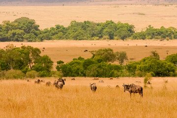 Paysage de plaine et arbres Afrique Kenya