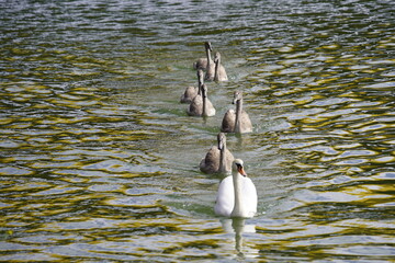 Mute swans cygnets family with 6 young swans on the Mittelland Canal near Hanover. (Cygnus olor)...