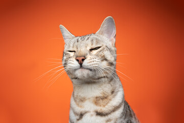 funny portrait of a bengal cat looking at camera suspiciusly squinting on orange background with...