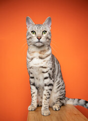 beautiful silver tabby spotted bengal cat sitting looking at camera on orange background