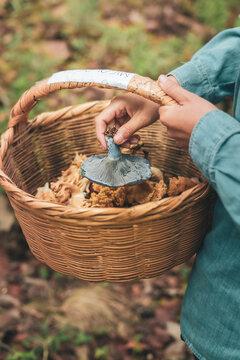 Anonymous woman collecting lactarius indigo mushroom and putting into basket