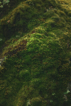 Green moss growing on ground in forest