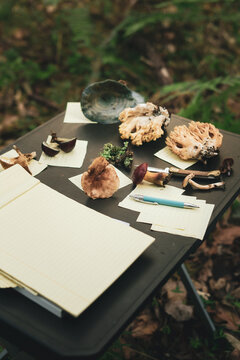 Various mushrooms near papers on portable table in forest