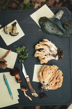 Various mushrooms near papers on portable table in forest