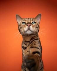 curious brown bengal cat with green eyes reaching for camera with paw on orange background