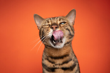 brown bengal cat portrait making funny face licking lips with mouth open looking at camera on...