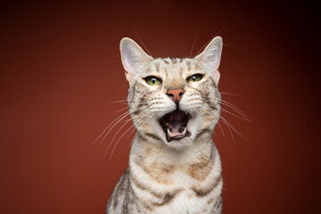 bengal cat making funny face with mouth wide open looking at camera on brown background