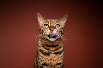 hungry brown spotted bengal cat with green eyes portrait on dark brown background looking at camera...