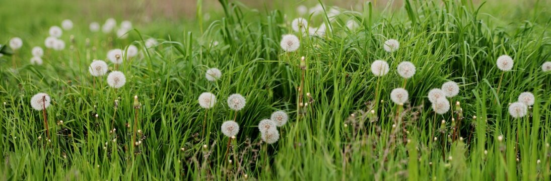 White fluffy dandelions. Panorama for banners. Background image