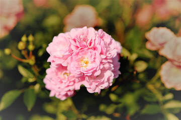 Pink roses background. Pink roses in the garden. Retro filter.