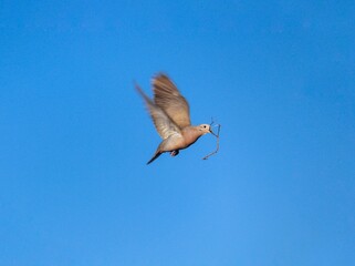 pigeon flying with a branch in its beak
