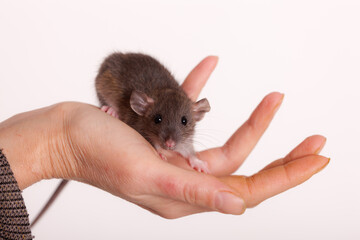 rat on a human hand